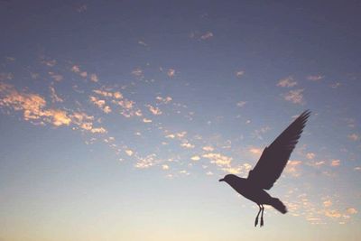 Low angle view of birds flying in sky