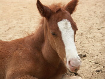 Close-up of a horse on field