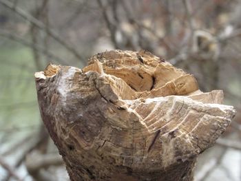 Close-up of dead tree trunk in forest