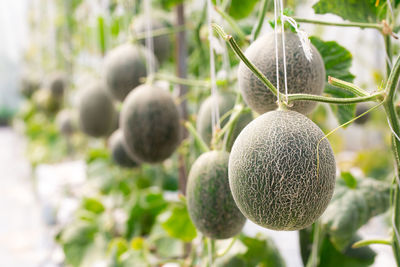 Close-up of melon growing outdoors