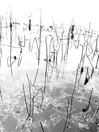 View of birds in lake against sky