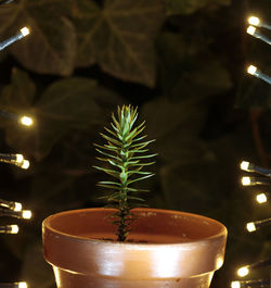 Close-up of potted plant on table