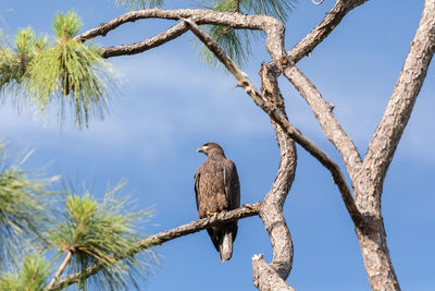 Low angle view of eagle perching on tree against sky