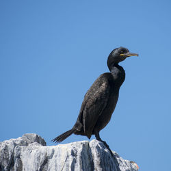 Shag perching on rock against blue sky