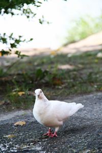 Close-up of seagull perching on a land