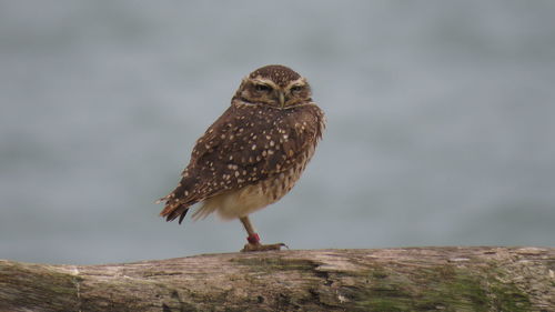 Close-up of owl perching on wood