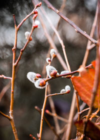 Close-up of berries on tree