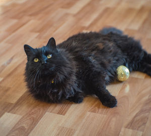 High angle view of black cat on hardwood floor