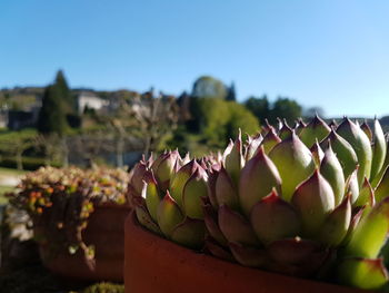 Close-up of succulent plant against clear sky