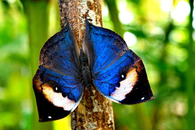 Close-up of peacock