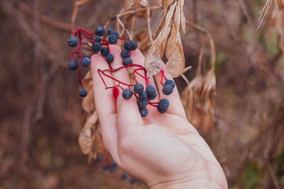 Close-up of hand touching fruit