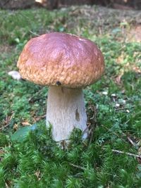 Close-up of mushroom growing on field