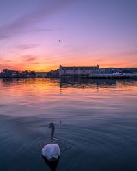 Swans swimming in river against sky during sunset