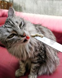 Close-up portrait of a cat