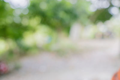 Defocused image of trees on field