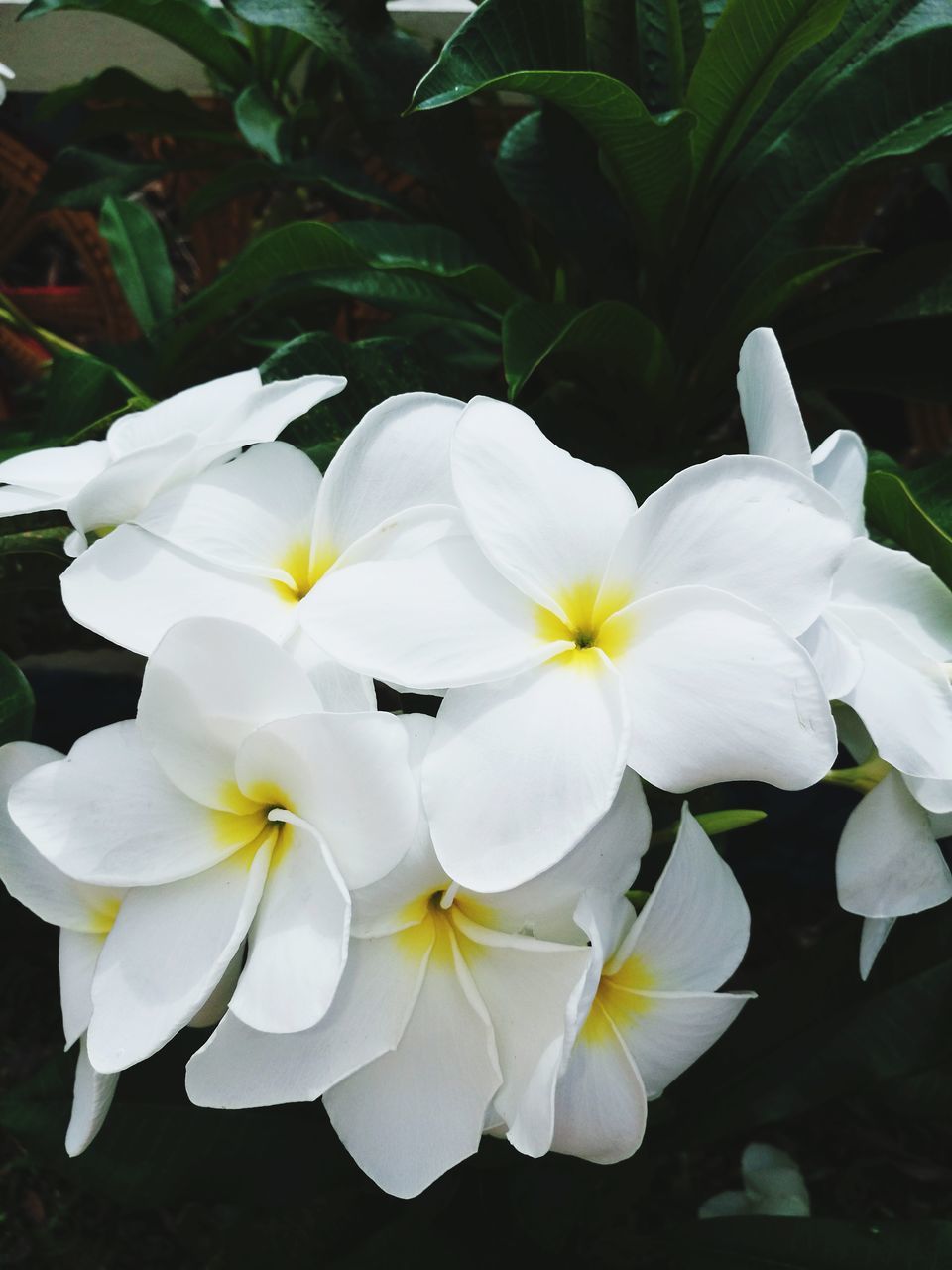 CLOSE-UP OF WHITE FRANGIPANI FLOWERS