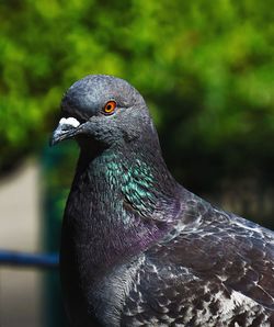 Close-up of pigeon perching