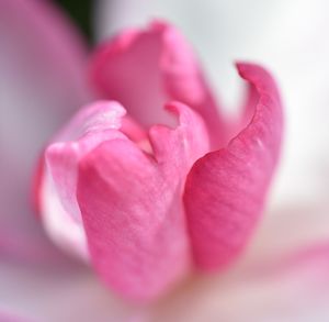 Close-up of pink flower