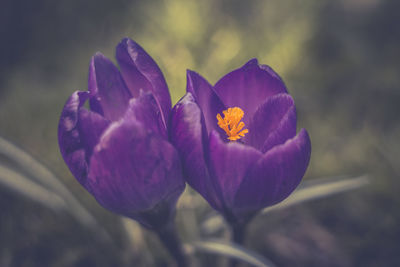 Close-up of purple flower