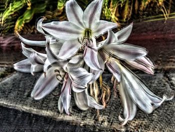 High angle view of white flowering plant