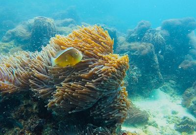 Fish swimming in sea