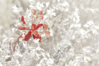 Close-up of red flowers against blurred background