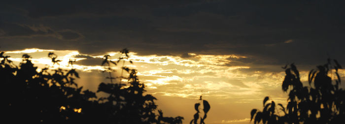 Panoramic view of silhouette plants against sky during sunset