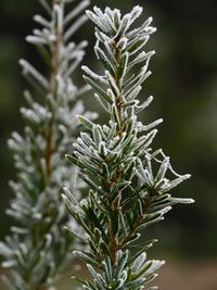 Frosty tree branched