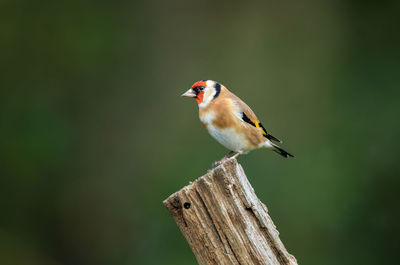 Close-up of bird perching on wood