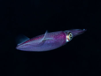 Close-up of fish underwater
