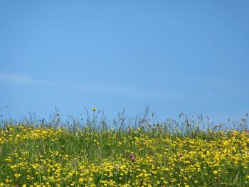 Scenic view of field against clear sky