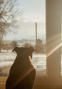 Close-up of a dog looking away