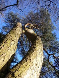 Low angle view of tree against sky