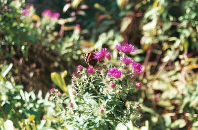 Close-up of pink flowers growing in garden