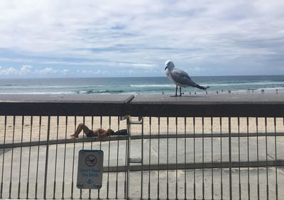 Seagull perching on railing by sea against sky