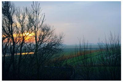 Bare trees on field at sunset