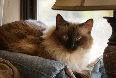 Cat relaxing on bed