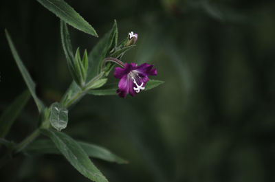 Close-up of pink flower