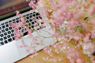 Close-up of pink flowers on table