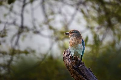 Close-up of bird perching on wooden post