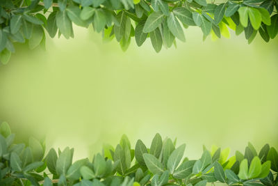 Close-up of fresh green leaves on field