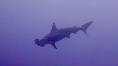 Underwater view of shark