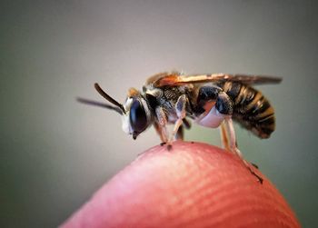 Close-up of insect on hand