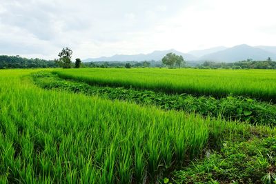 Scenic view of agricultural field against sky