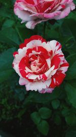 Close-up of pink rose blooming in garden