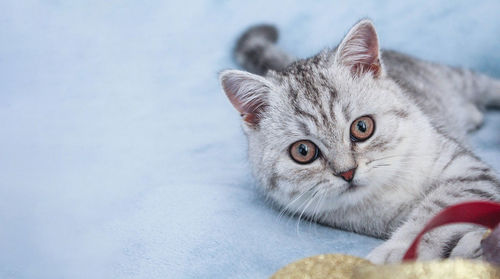 Cute striped cat on blue background with copy space for your text. newborn kitten, veterinary.