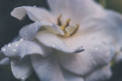 Close-up of white flowering plant