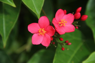 Close-up of pink flowering plant in park