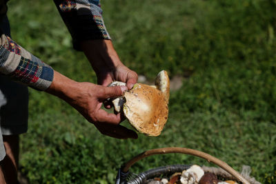 Midsection of man holding mushroom growing on field