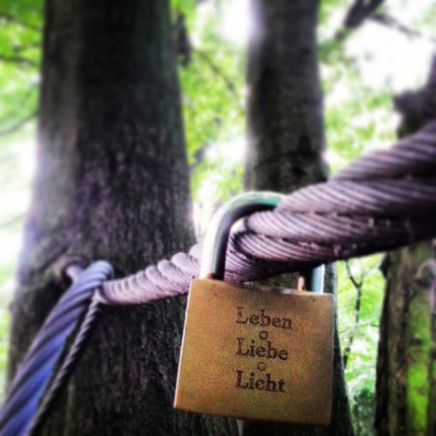 focus on foreground, tree, text, communication, western script, close-up, tree trunk, information sign, guidance, safety, forest, sign, metal, wood - material, day, non-western script, selective focus, hanging, protection, outdoors